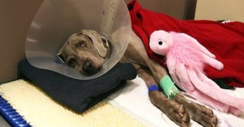 Perrito con enorme tumor que le impedía caminar es salvado cuando iban a dormirlo para siempre