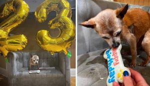El chihuahua más anciano del refugio es sorprendido con una fiesta para celebrar sus 23 años