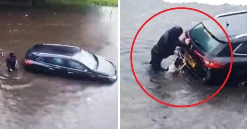 Perro ayuda a su dueña a empujar su auto atrapado en plena inundación