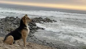 Perro espera a su dueño cada día en la playa sin saber que falleció en el mar