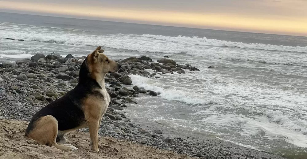 Perro espera a su dueño cada día en la playa sin saber que falleció en el mar