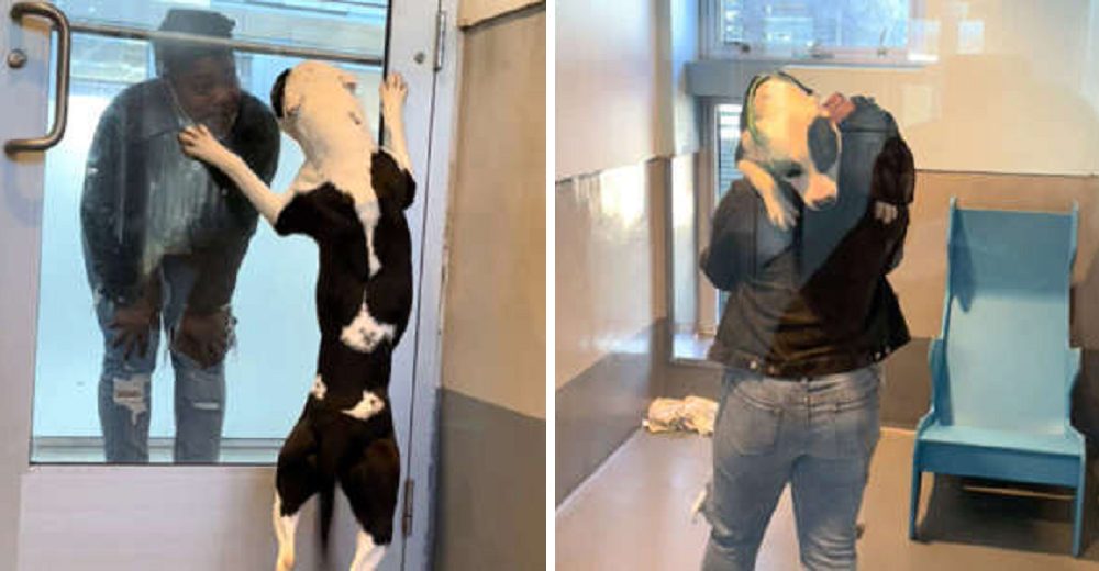 Un perro no controla su emoción al reencontrarse con su familia tras haber perdido la esperanza Un perro no controla su emoción al reencontrarse con su familia tras haber perdido la esperanza