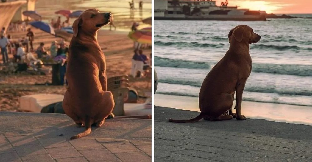 Perrito sin hogar visita a diario la playa para encontrar consuelo viendo los atardeceres