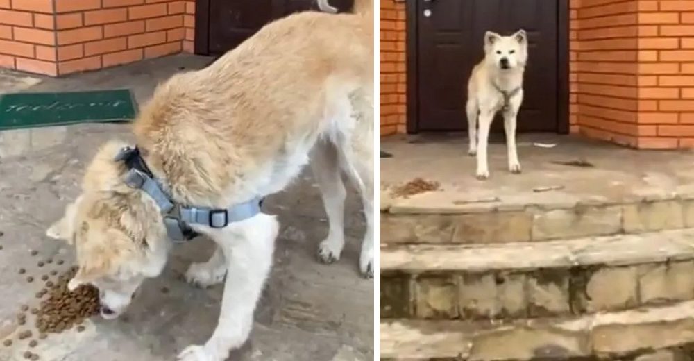 Perrita espera a su dueña en la puerta de su casa sin saber que perdió la vida en Ucrania