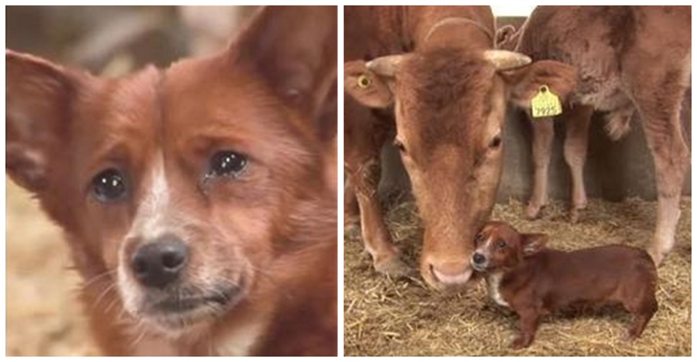 Perro llora porque sus dueños se ven obligados a vender la vaca que lo crió desde pequeñito