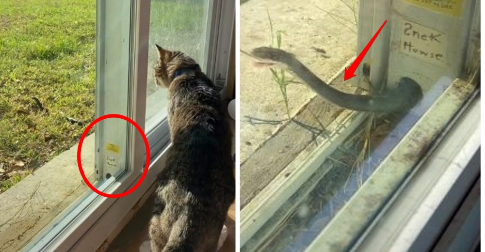 Se hace amiga de la serpiente que apareció en su casa y que ahora convive con su gato