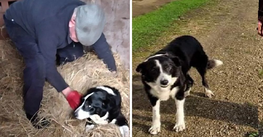 Su perrito de 26 años se convirtió en el más longevo de su país gracias a sus cuidados