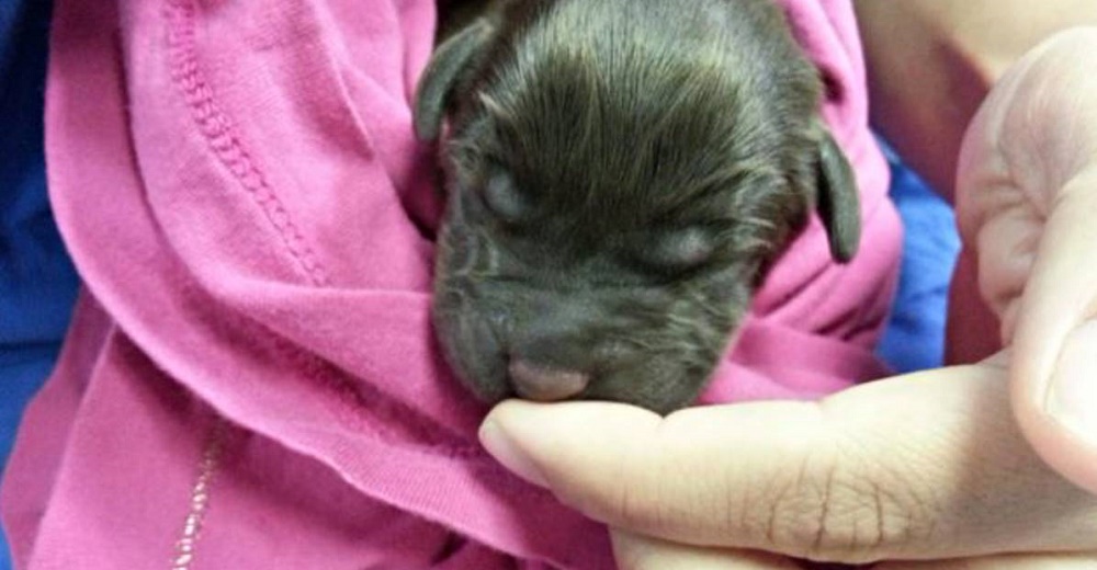 Cachorrito con paladar hendido es rescatado cuando su dueño decidió sacrificarlo