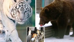 Zoo ucraniano advierte que sacrificará a sus leones, tigres y osos para salvar a los humanos