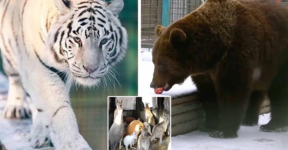 Zoo ucraniano advierte que sacrificará a sus leones, tigres y osos para salvar a los humanos