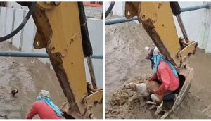 Usan una excavadora para intentar salvar al perrito atrapado en un canal de agua