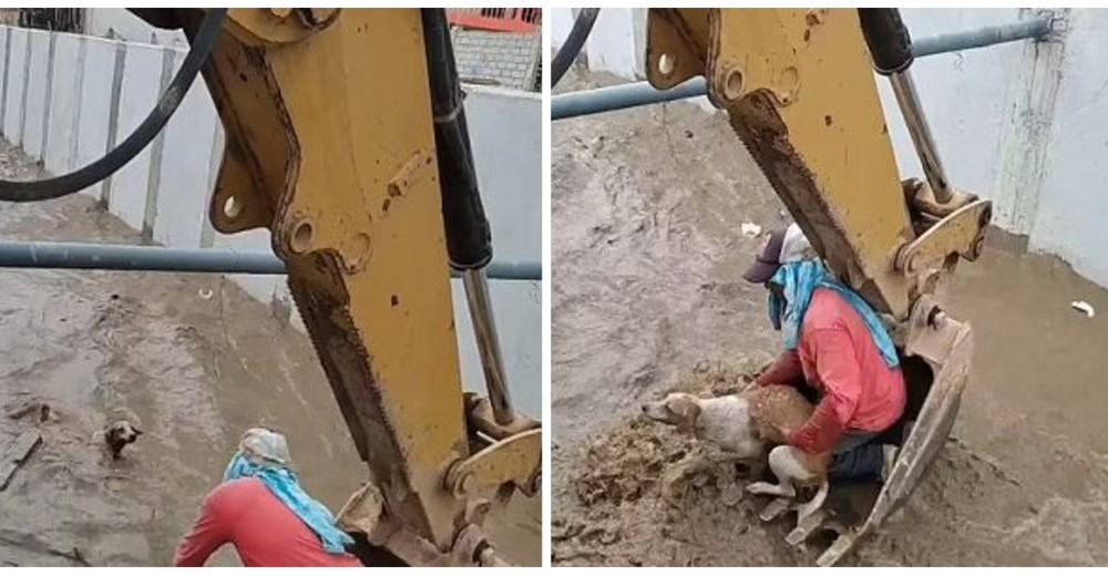 Usan una excavadora para intentar salvar al perrito atrapado en un canal de agua
