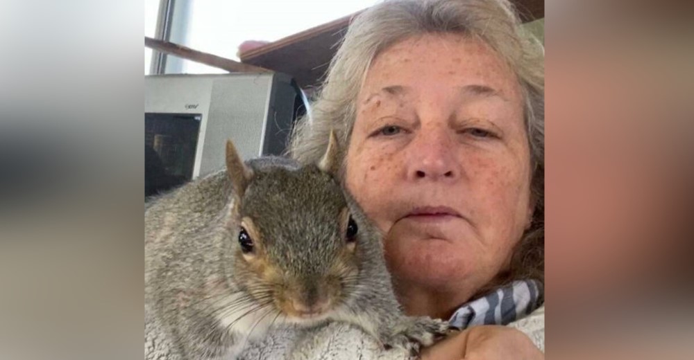 Ardilla bebé rescatada no quiere separarse de la mujer que le salvó la vida