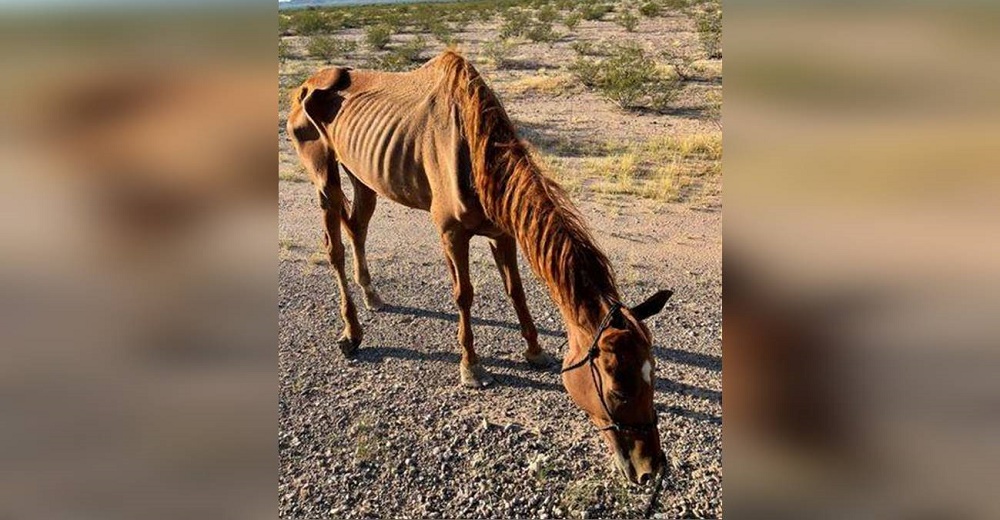 Caballo se recupera y se transforma por completo tras ser rescatado en un desierto