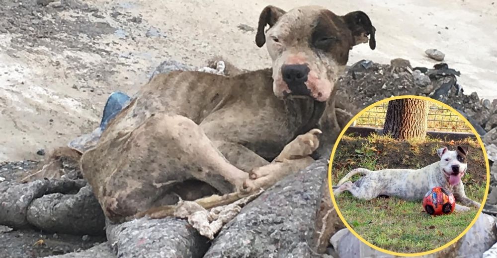 Perrito es rescatado justo a tiempo tras hallarlo en la basura convertido en un saco de huesos