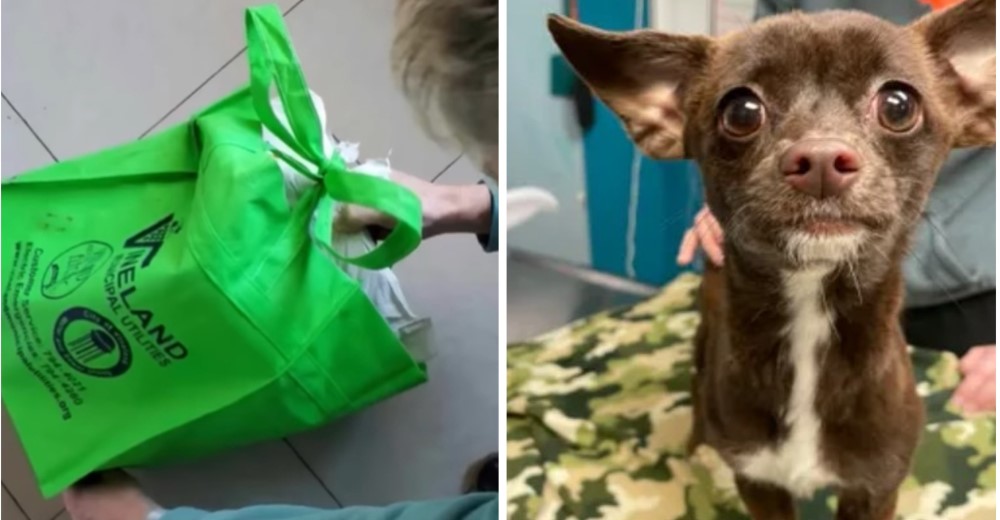 Chihuahua que fue arrojada dentro de una bolsa de basura es rescatada y encuentra nueva familia
