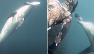 Un delfín se encuentra con un buzo y terminan jugando como los mejores amigos