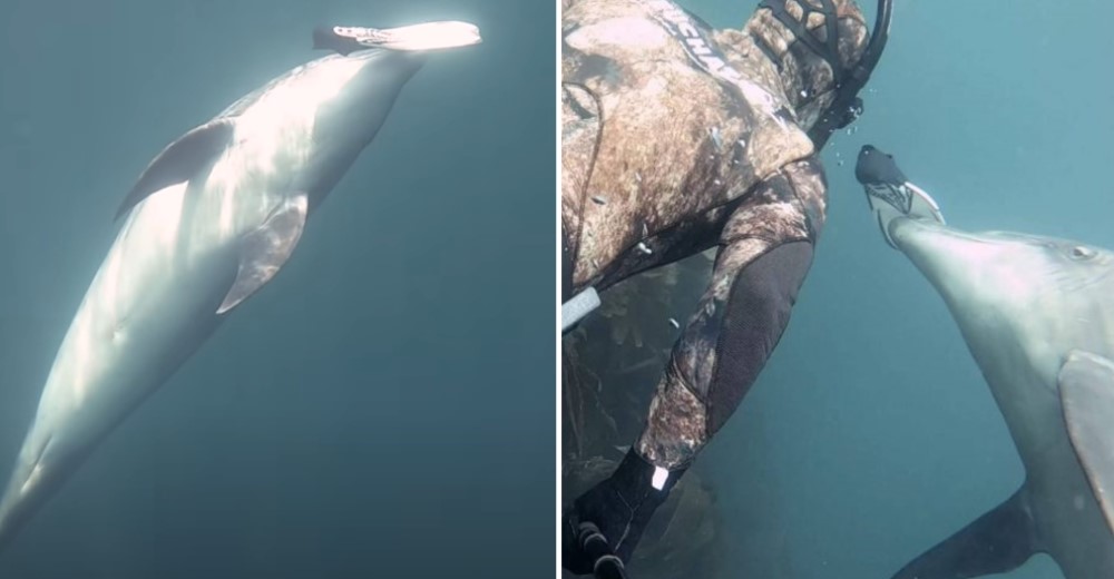 Un delfín se encuentra con un buzo y terminan jugando como los mejores amigos