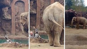 Graban a un elefante que llora por ayuda al ver que un antílope cayó al agua