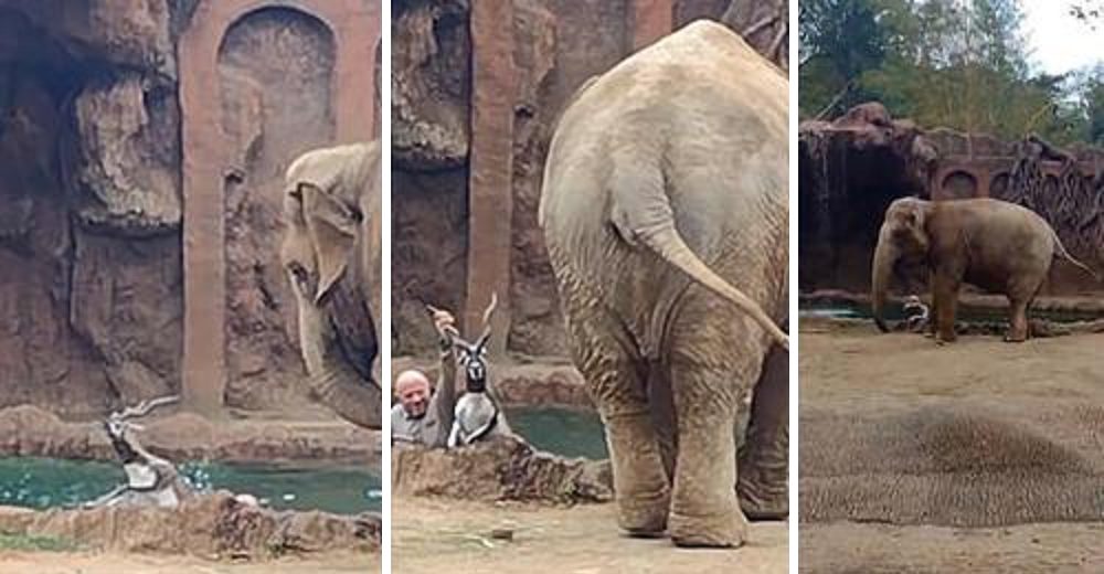 Graban a un elefante que llora por ayuda al ver que un antílope cayó al agua