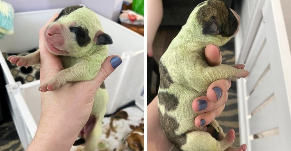 Cachorro nace con un raro pigmento de color verde en su pelaje asombrando a su familia