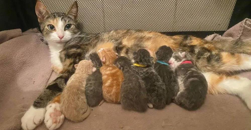 Gata celebra que logró que sus 7 bebés nacieran en un lugar seguro y confortable