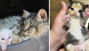 La gata ciega que luchó para proteger a sus 3 bebés finalmente encuentra un hogar