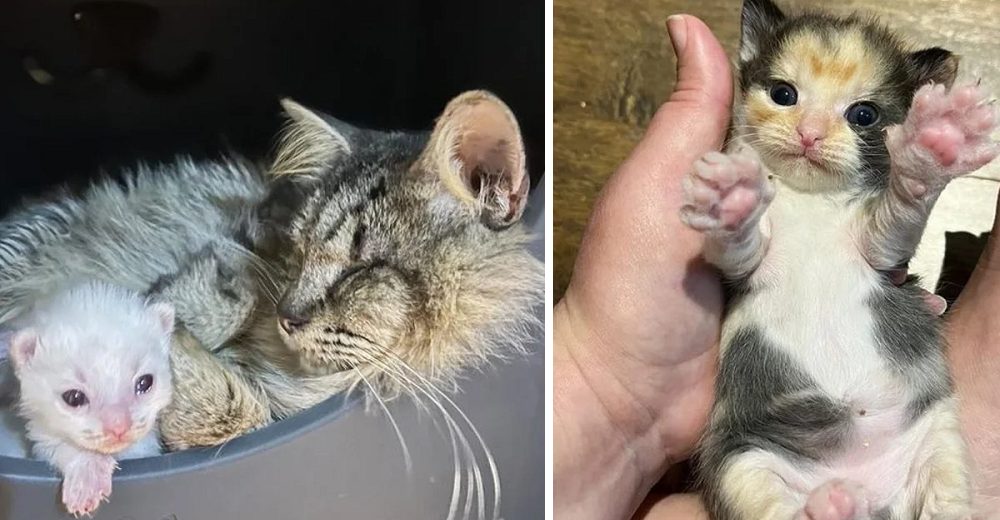 La gata ciega que luchó para proteger a sus 3 bebés finalmente encuentra un hogar