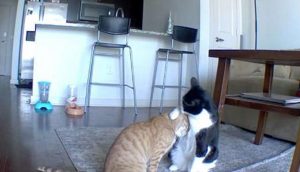 Gatito es grabado consolando a su hermano con ansiedad mientras estaban solos en casa