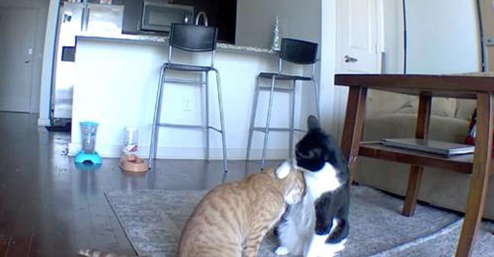 Gatito es grabado consolando a su hermano con ansiedad mientras estaban solos en casa