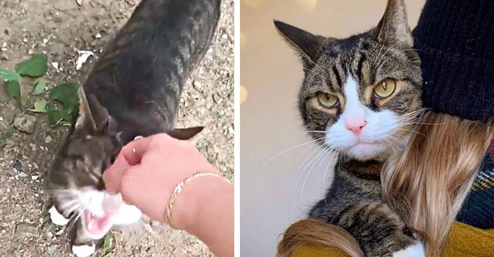 Gato regresa con la pareja que fue amable con él después de que lo dejaran en la calle