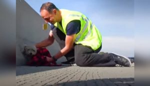 Hombre se detiene en plena autopista para salvar a una perrita enmarañada