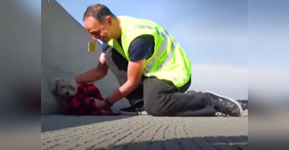 Hombre se detiene en plena autopista para salvar a una perrita enmarañada