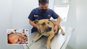 Rescatan al perrito apodado como el «Hachicko mexicano» aferrado a su dueño