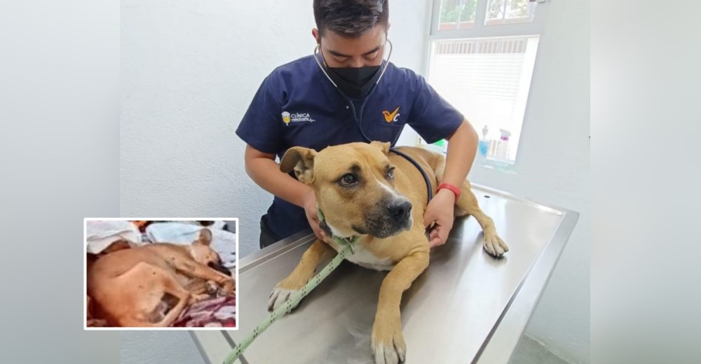 Rescatan al perrito apodado como el «Hachicko mexicano» aferrado a su dueño