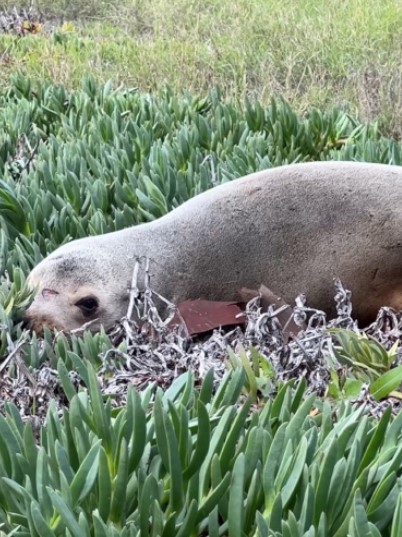 León marino