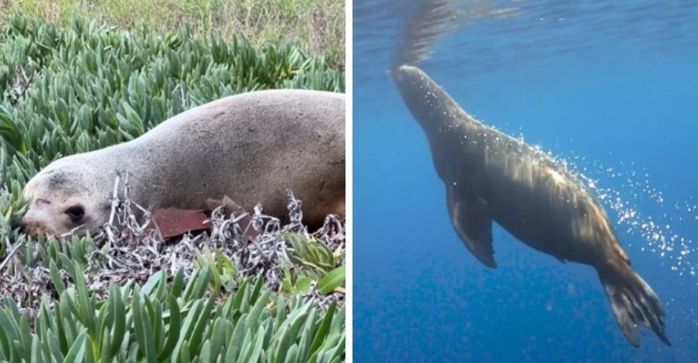 León marino perdido a 6 km de su hogar detiene a los conductores para suplicar ayuda