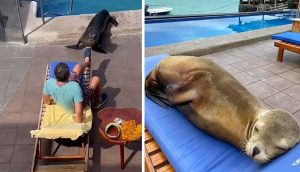 León marino invade la piscina de un hotel, luego le obliga a un turista a cederle su tumbona