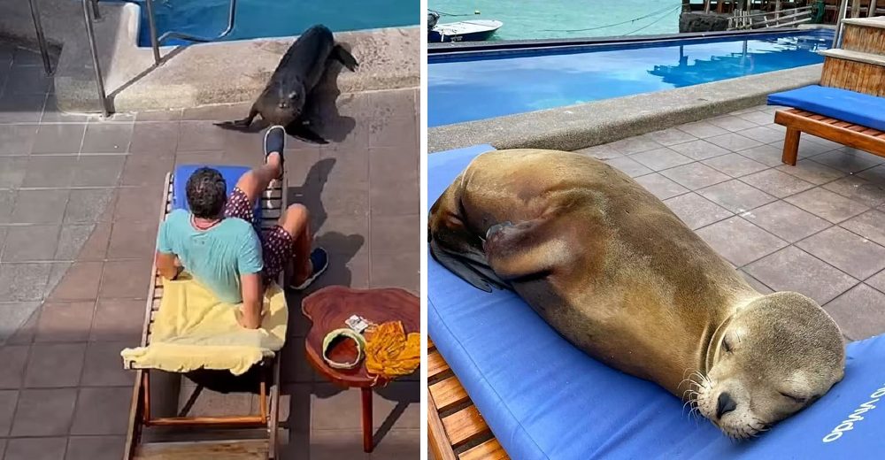 León marino invade la piscina de un hotel, luego le obliga a un turista a cederle su tumbona