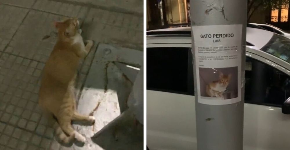 Gatito se extravía por días y es encontrado esperando bajo su propio cartel de búsqueda