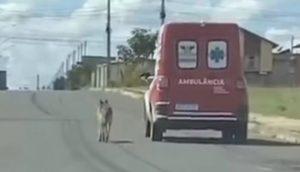Perrito fiel se niega a dejar a su dueño y persigue la ambulancia que lo traslada a urgencias