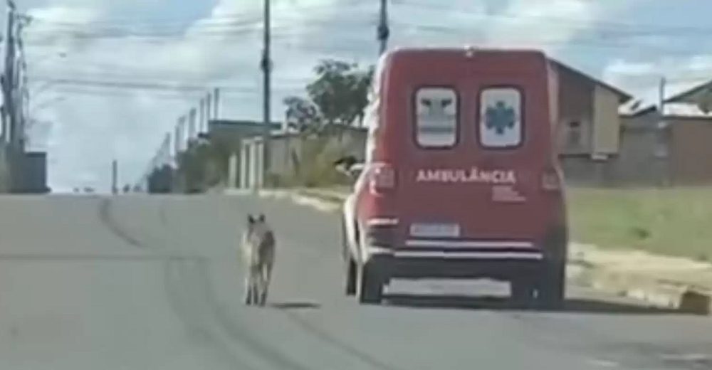 Perrito fiel se niega a dejar a su dueño y persigue la ambulancia que lo traslada a urgencias