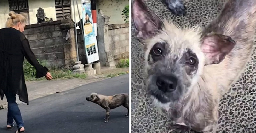 Mujeres rescatan a un extraño animalito en la calle que necesitaba ayuda
