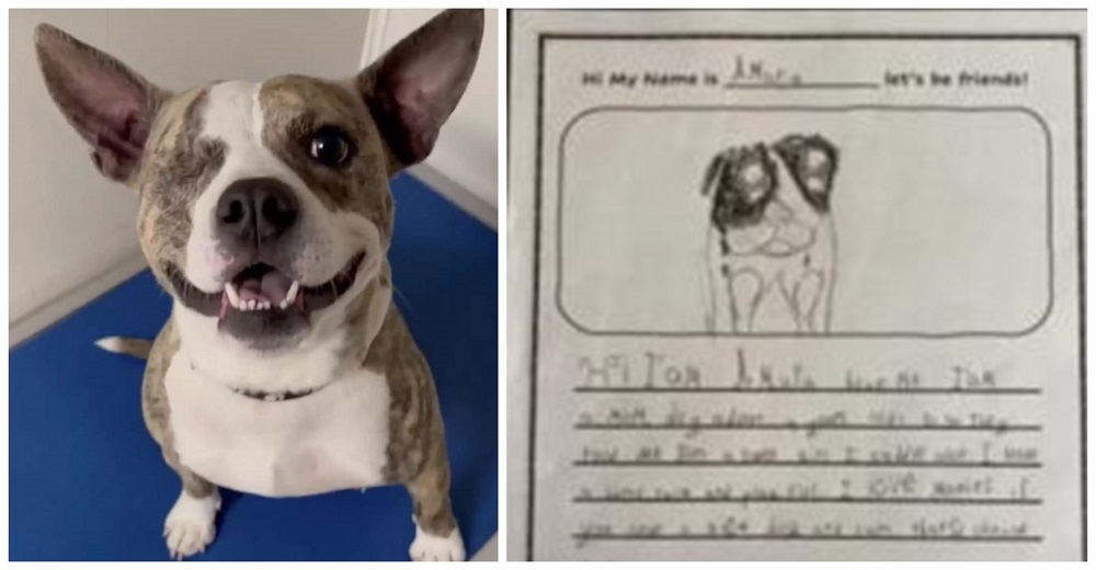 Niños de segundo grado consiguen que perritos de un refugio sean adoptados