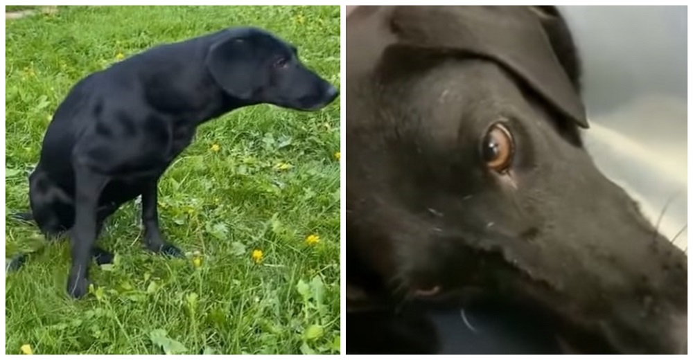 Perrita paralizada conoce el amor tras llorar devastada cuando le robaron a sus bebés uno a uno