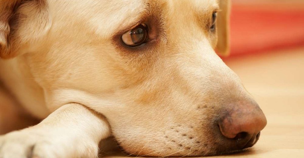 Un veterinario explica el último deseo de una mascota antes de cruzar el arcoíris Un veterinario explica el último deseo de una mascota antes de cruzar el arcoíris