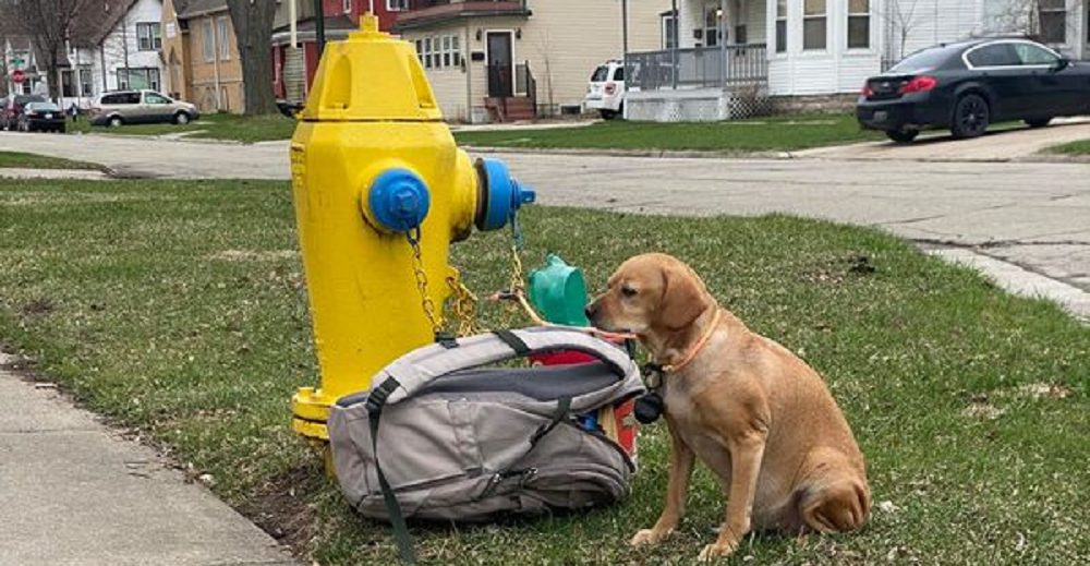 Perrita es abandonada atada a un surtidor de agua con una mochila