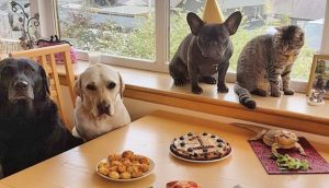 Perrito se reúne con todos sus amigos para celebrar su primer cumpleaños