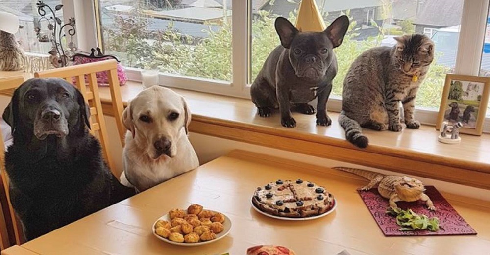 Perrito se reúne con todos sus amigos para celebrar su primer cumpleaños