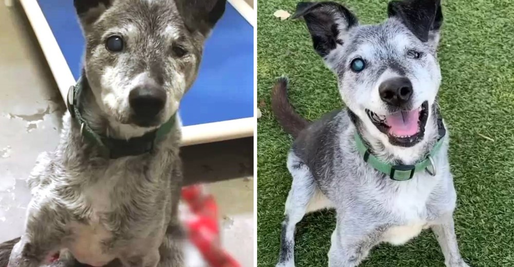 Perrito de 19 años abandonado conocer el verdadero amor en sus años dorados